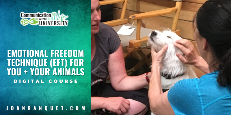 EFT for You and Your Animals Digital Course