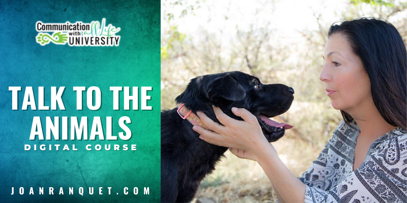 Talk to the Animals Digital Course