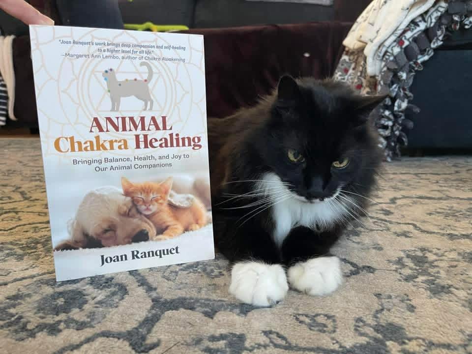 cat with CHakra Book