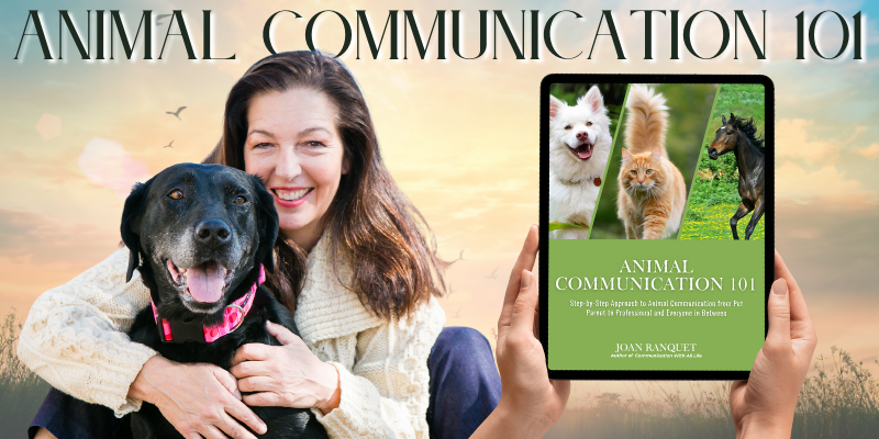 Animal Communication 101