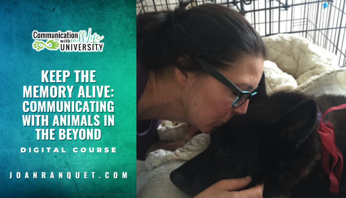 Animals in Transition: Keeping the Memory Alive
