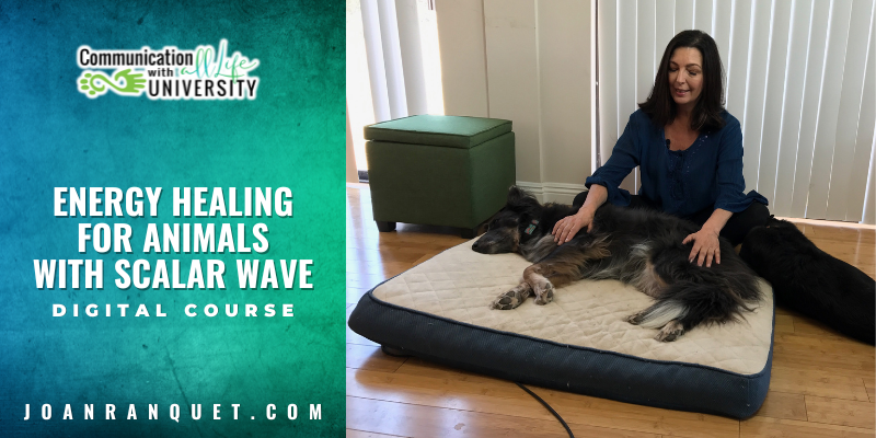 Energy Healing for Animal with Scalar Wave Digital Course