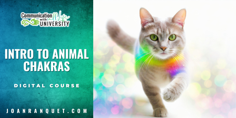 Talk to the Animals Digital Course
