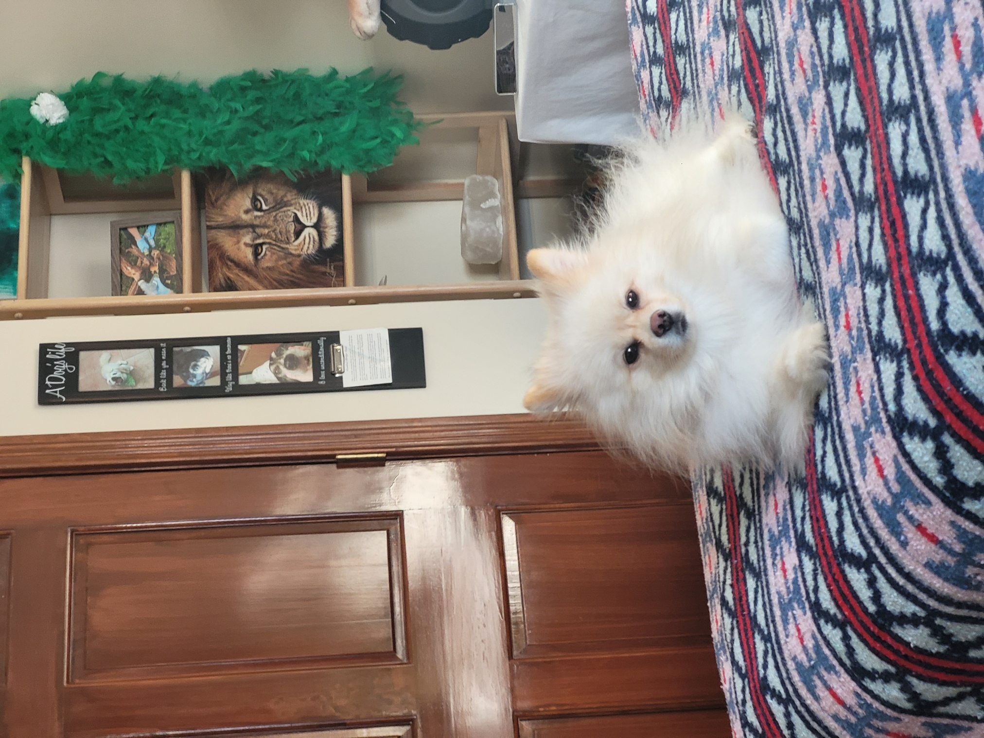 Today's Animal